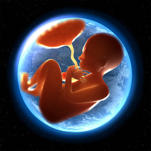 Womb